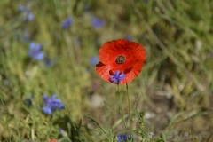 a_DSC0108