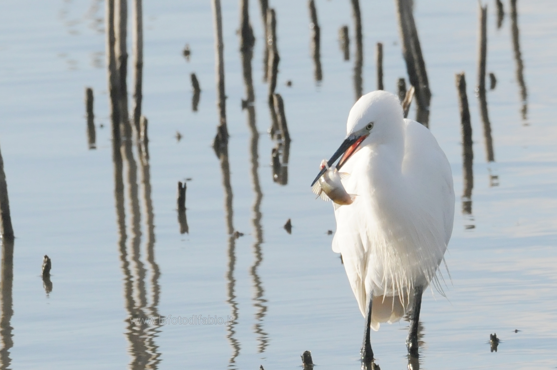 Getta le tue reti Buona pesca ci sarà