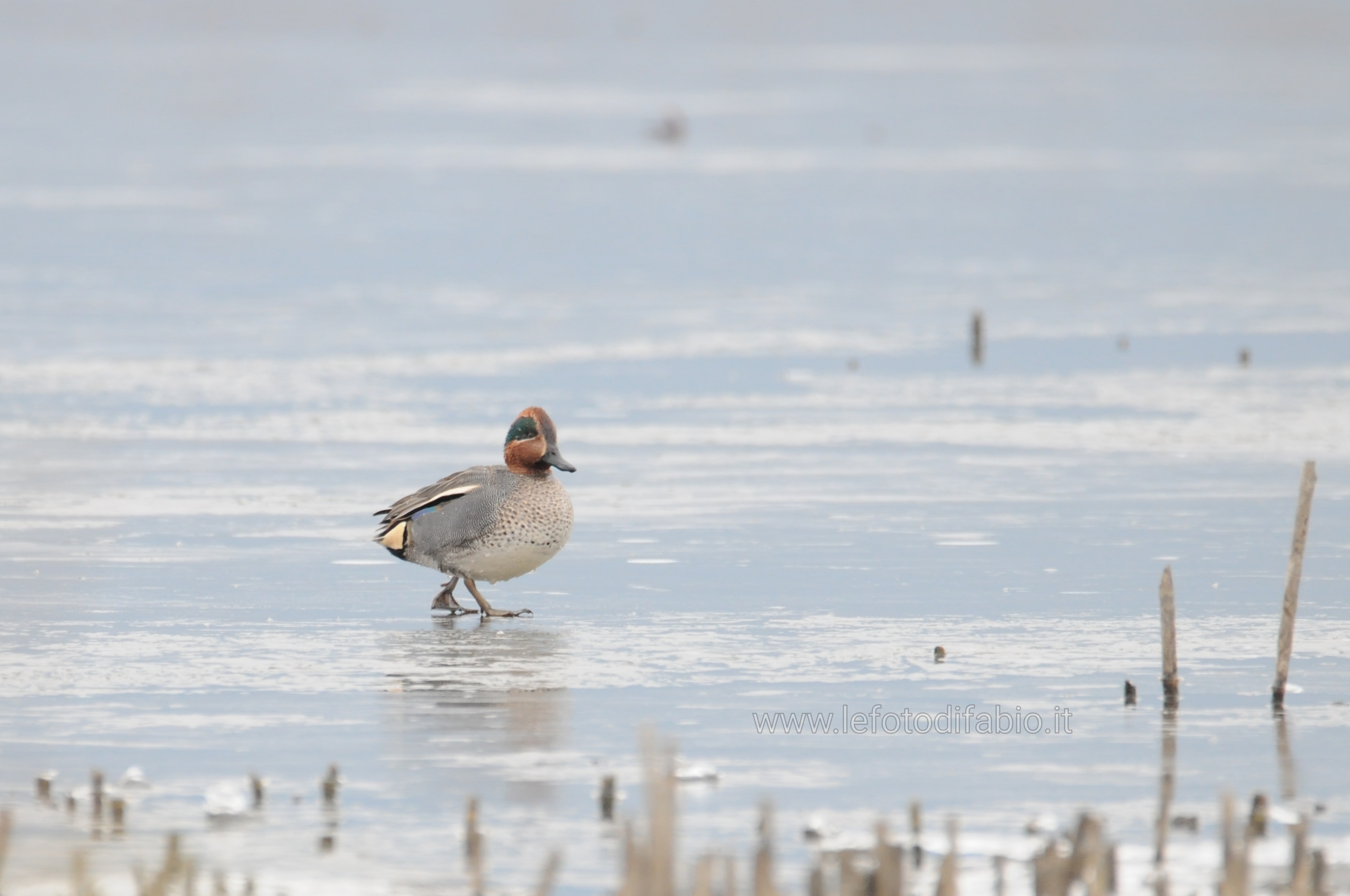 Holiday on Ice