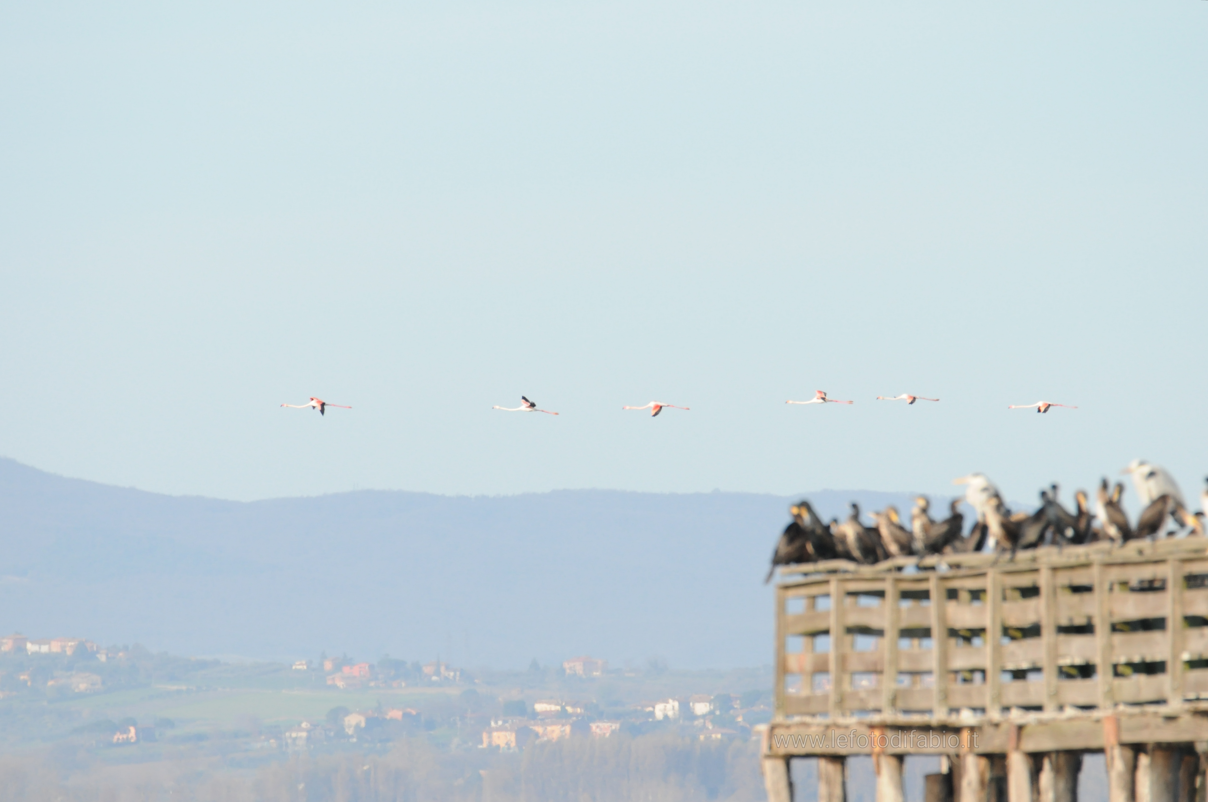Fenicotteri di passaggio sull’Oasi La Valle