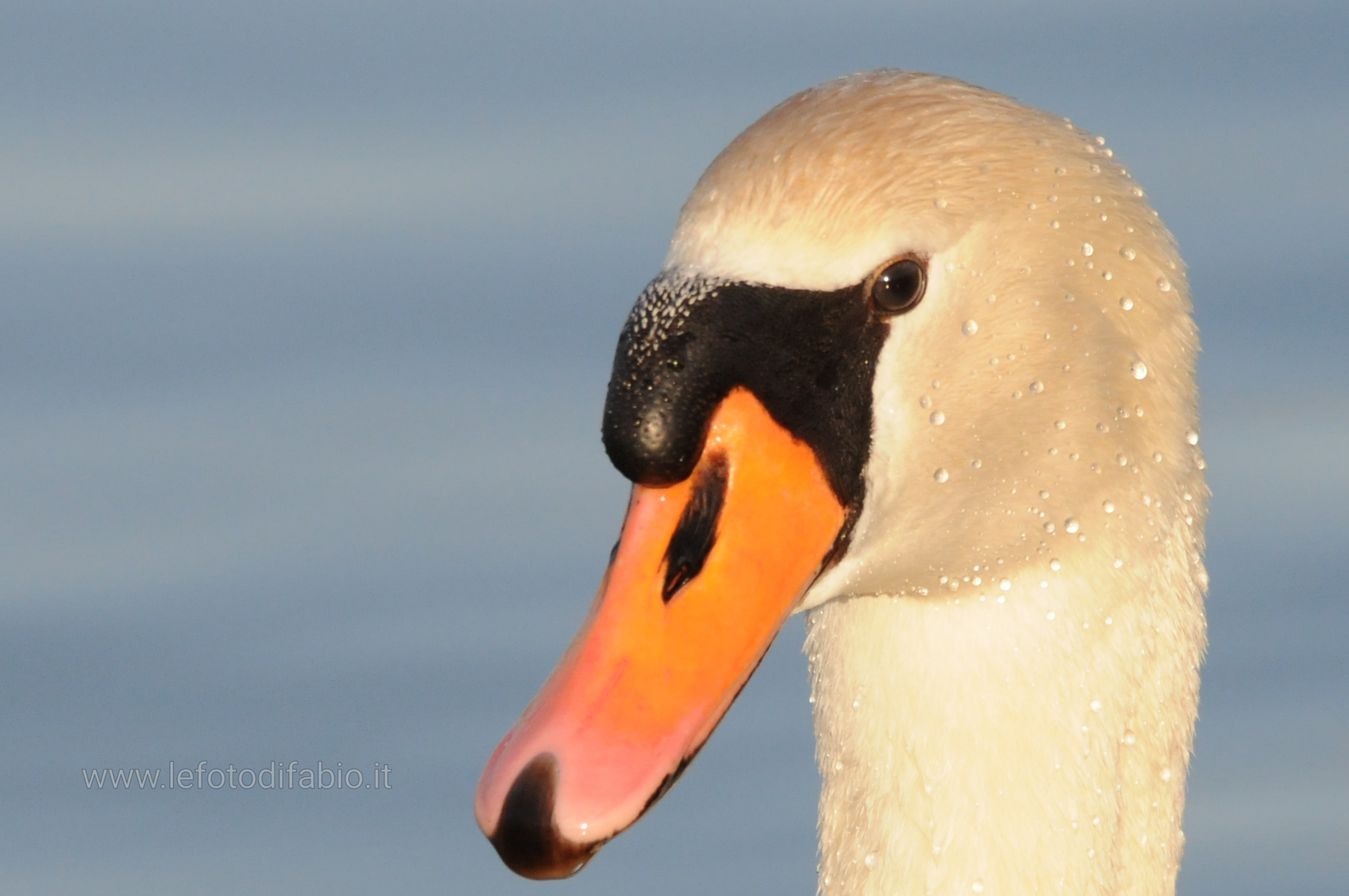 Cigno in primo piano