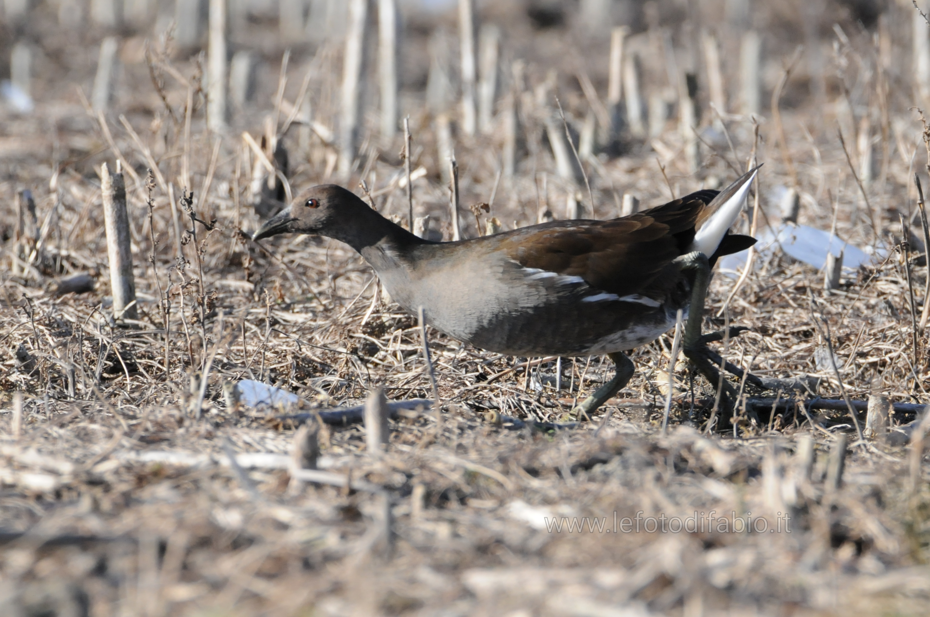 03/01/2019 – Gallinella d’acqua giovane