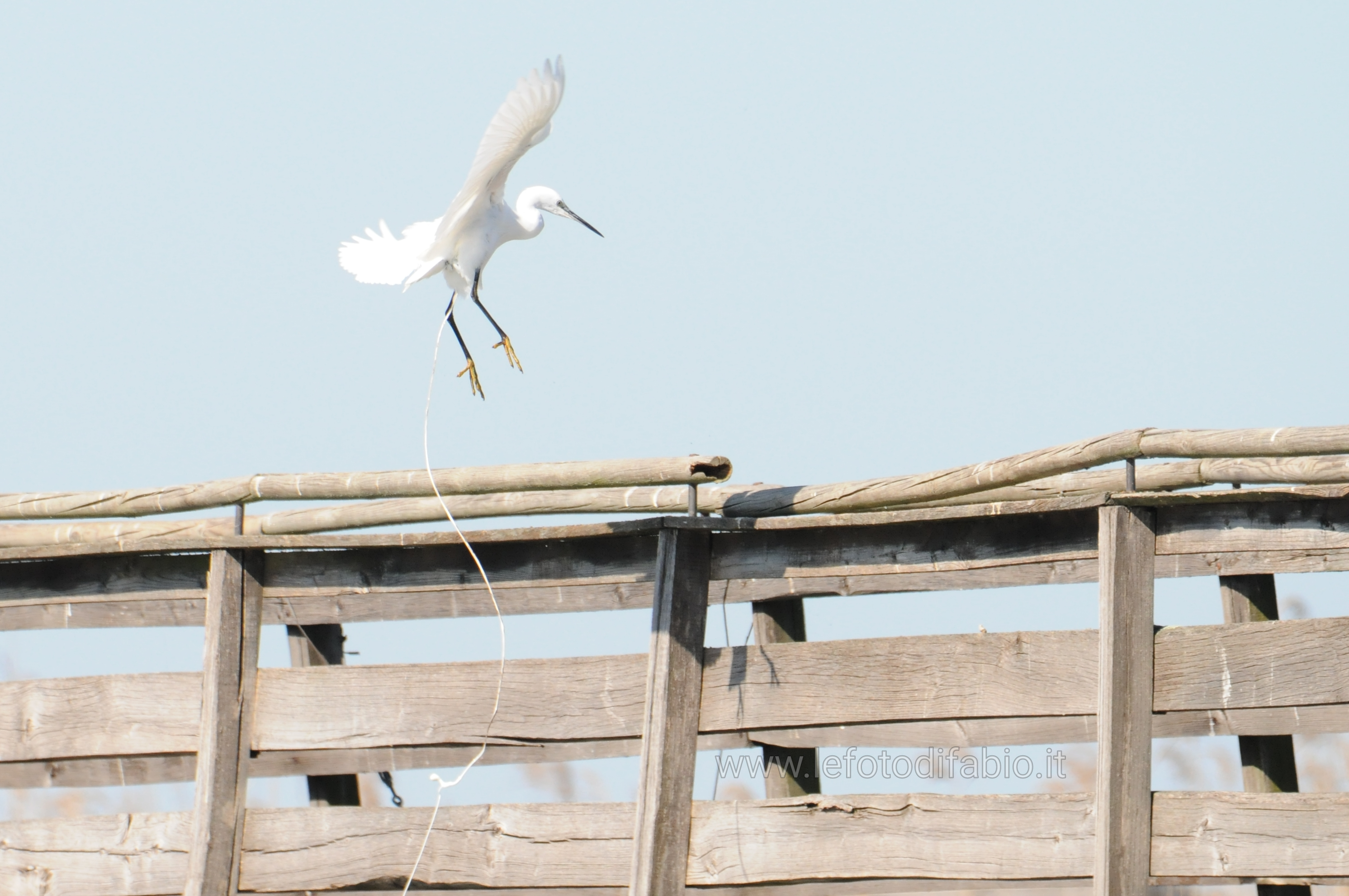 Egretta Garzetta. Atterraggio con scarico bagaglio !!!