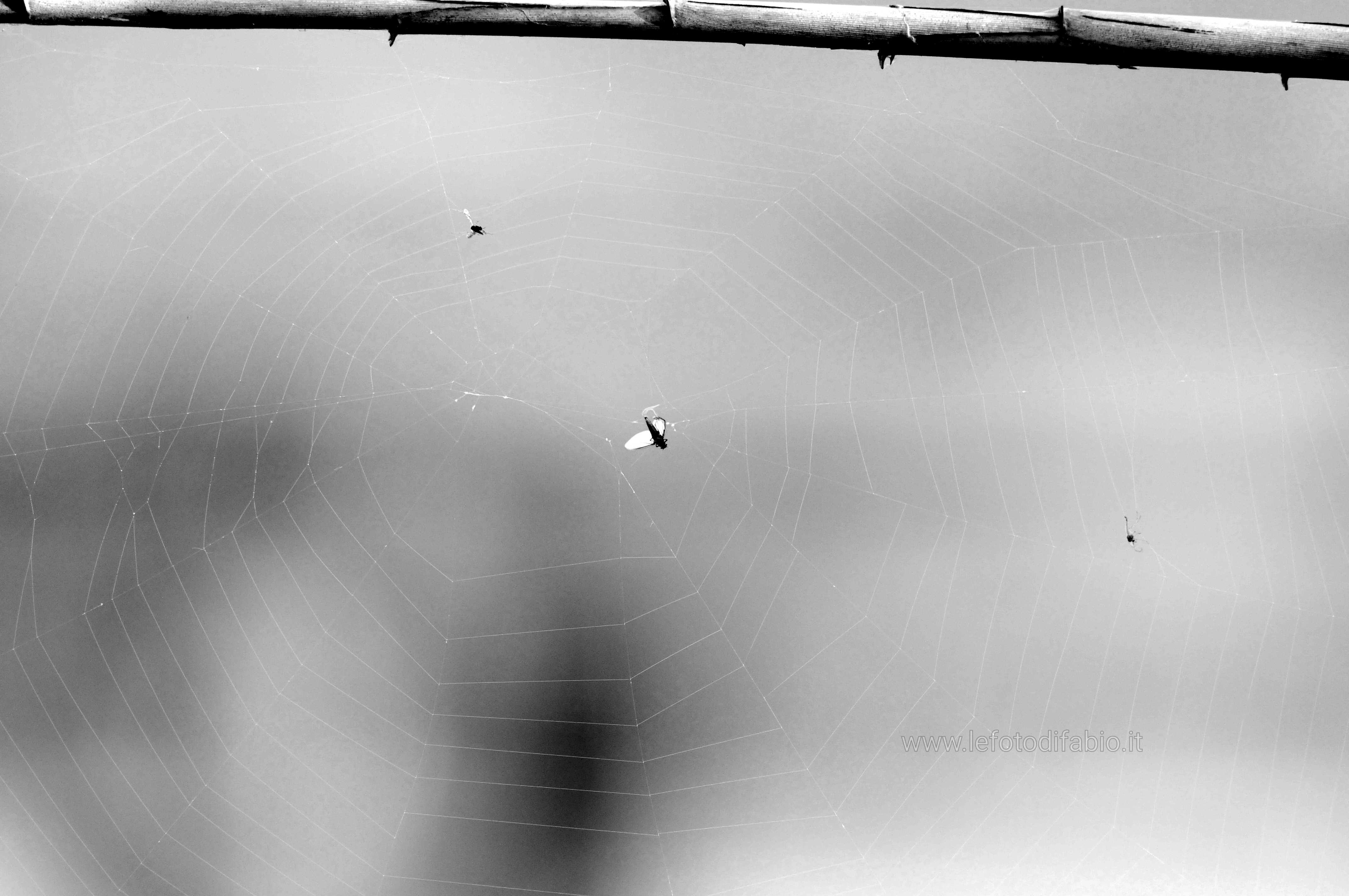 La ragnatela, che sarebbe la più scintillante e graziosa cosa del mondo, se non ci fosse in un angolo il ragno. (André Breton)