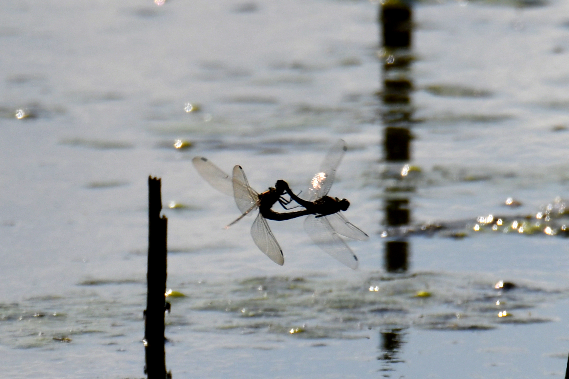 Volando…in controluce