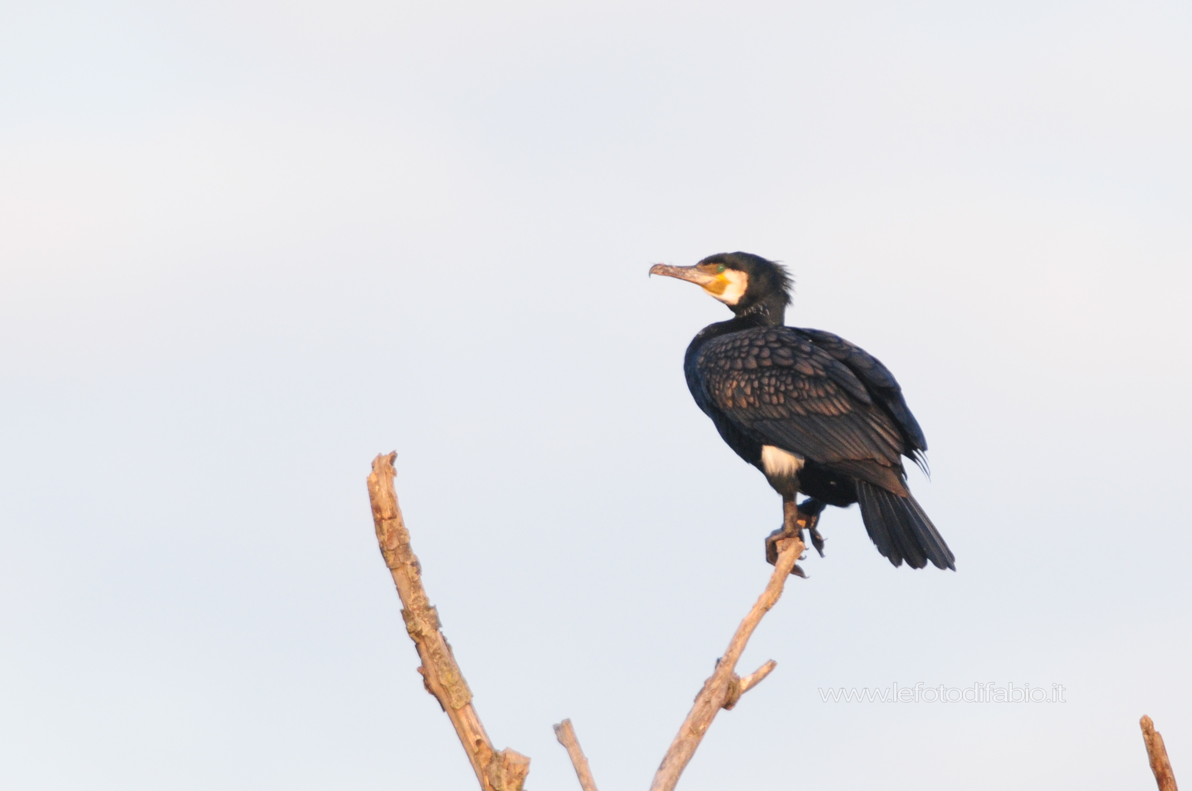 L’alba del Cormorano
