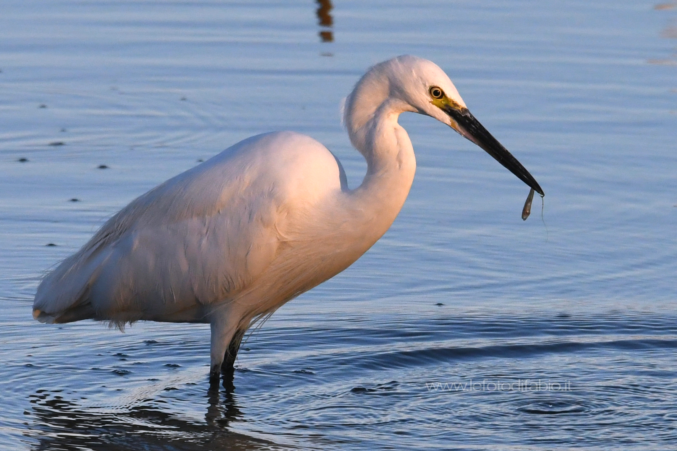 Getta le tue reti Buona pesca ci sarà….