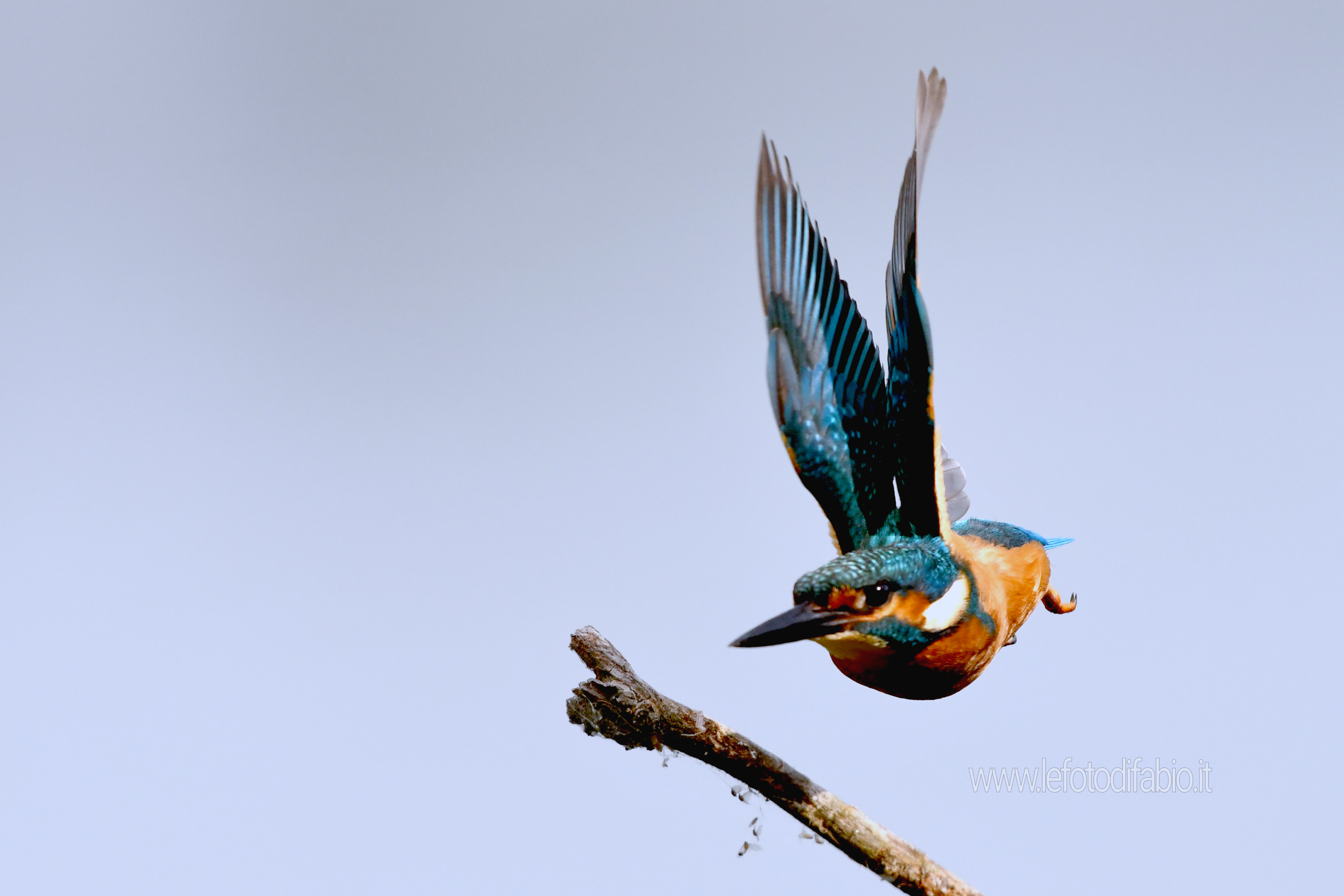 Martino Pescatore – King fisher