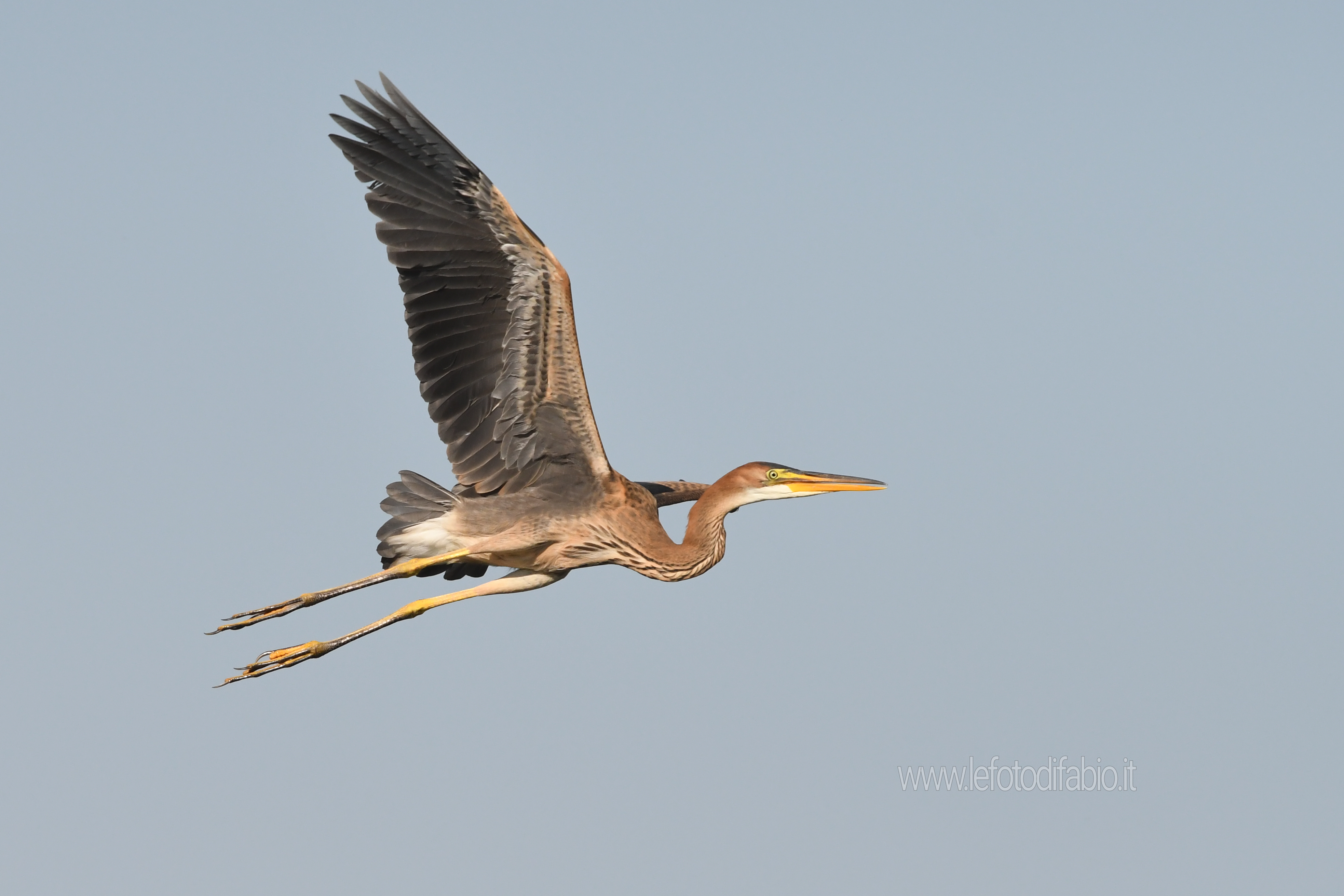 Mattinata rossa…Ardea purpurea