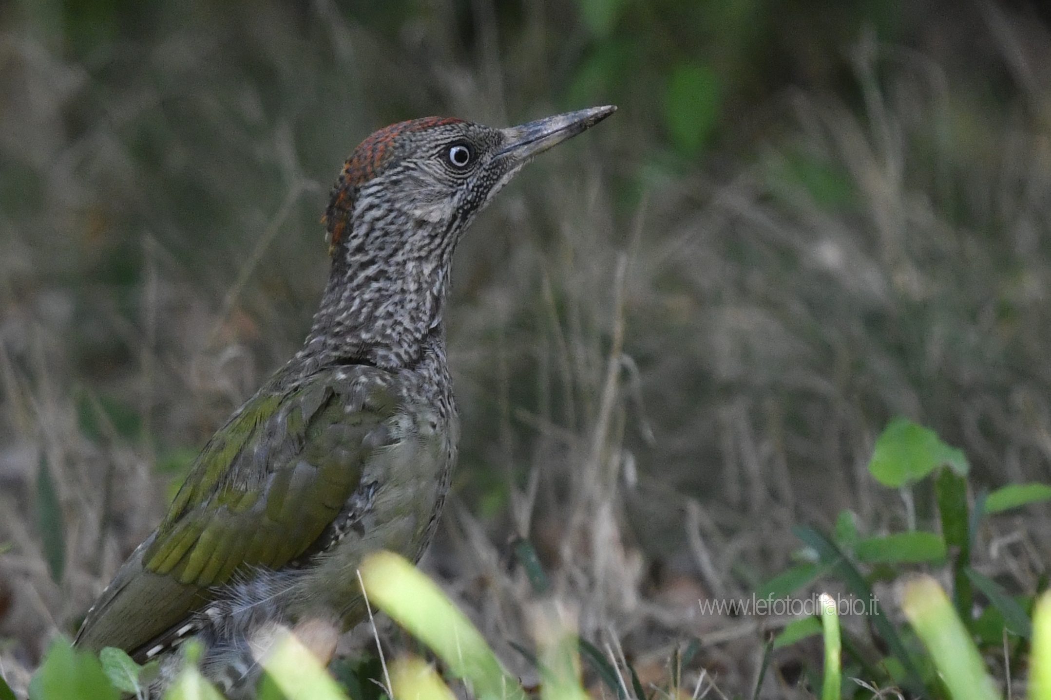 Un giorno al Parco della Piana – 16/08/2019