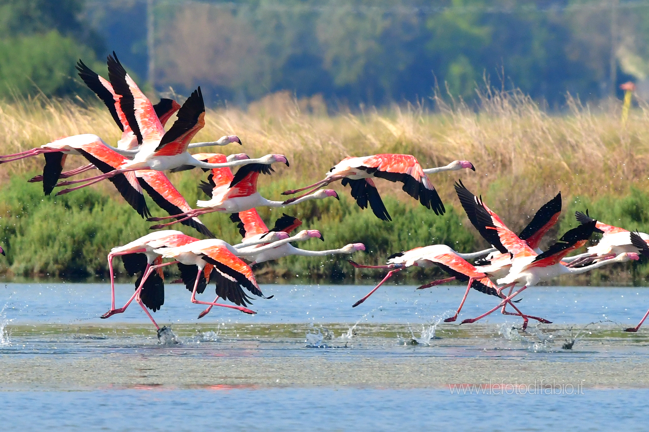 Ci si salva e si va avanti solo se si agisce insieme e non solo uno per uno. E.B. Fenicotteri alle Saline di Cervia – 22/08/2019