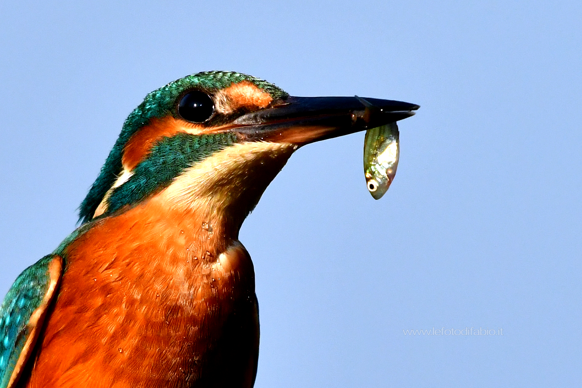 Il sushi del Martin Pescatore ♀