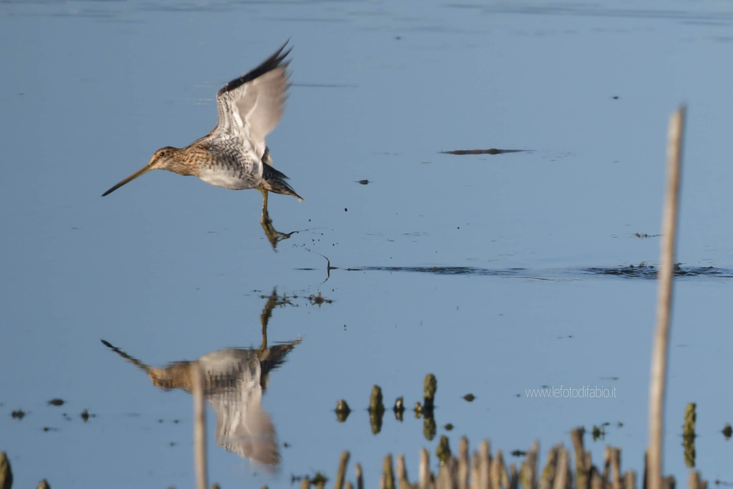28/09/2019 Cigno Beccaccini Airone Cenerino Airone Bianco Martin Pescatore