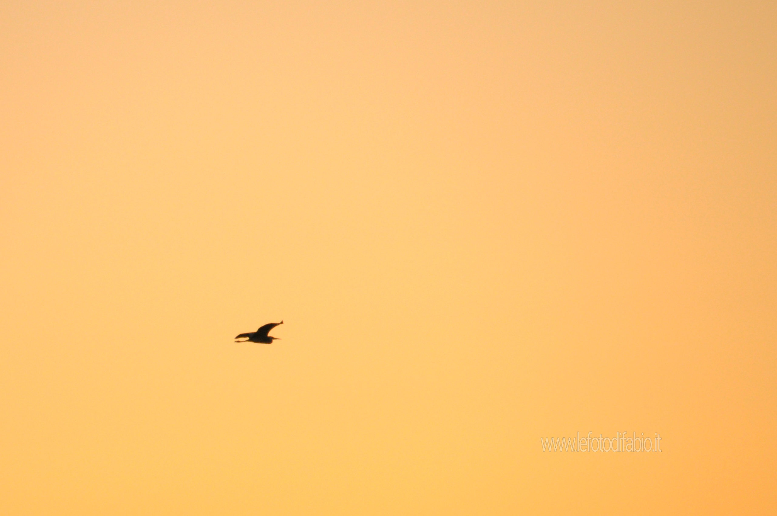 Verso il tramonto. Airone cenerino