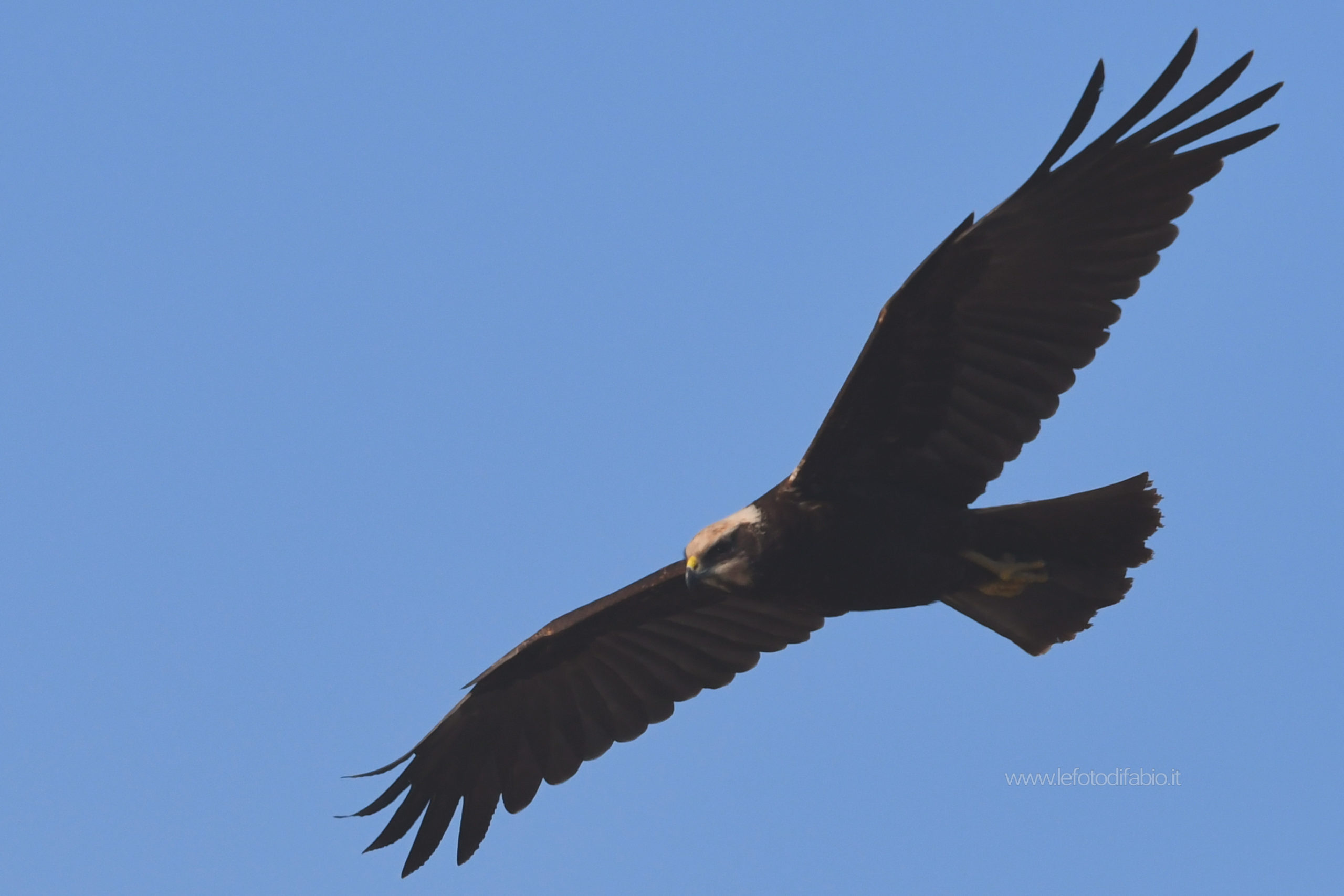 Falco di palude ♀. Oasi La Valle PG 28/12/2019