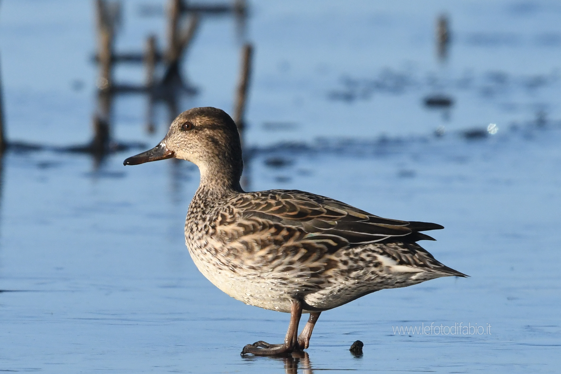 Alzavola ♀ on ice. Oasi La Valle PG 06/01/2020