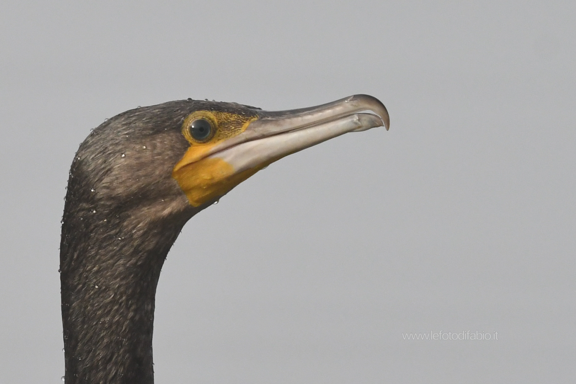 Cormorano. Primo piano. Oasi La Valle PG 05/01/2020
