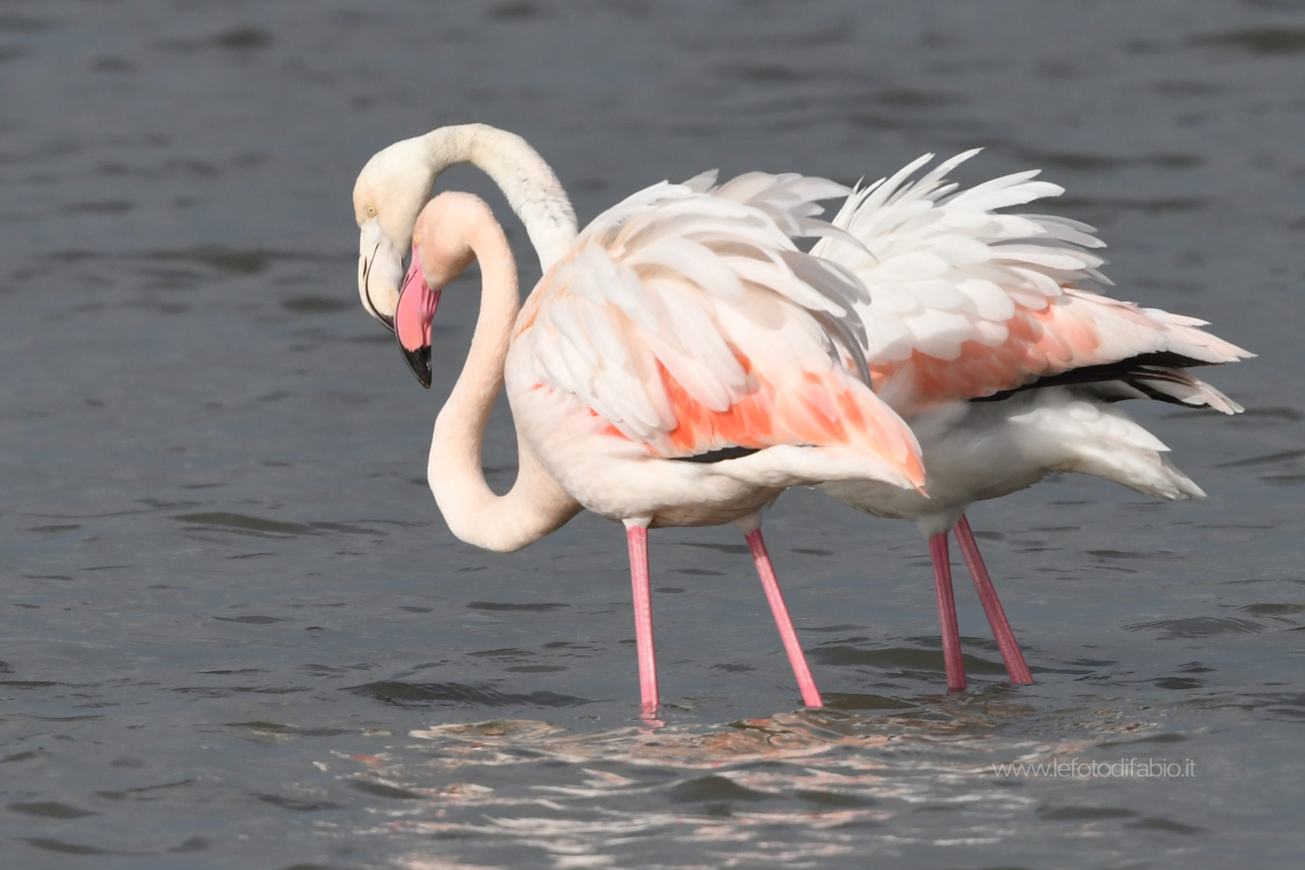 Fenicotteri. Lago Trasimeno 29/01/2020