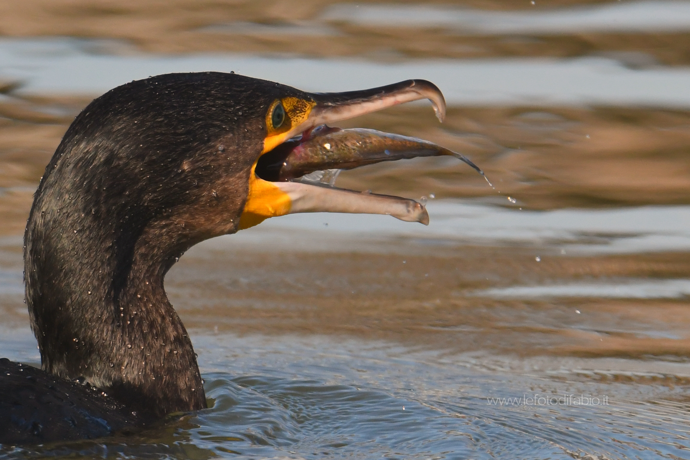Et voilà. Cormorano a colazione. Oasi La Valle PG 16/02/2020