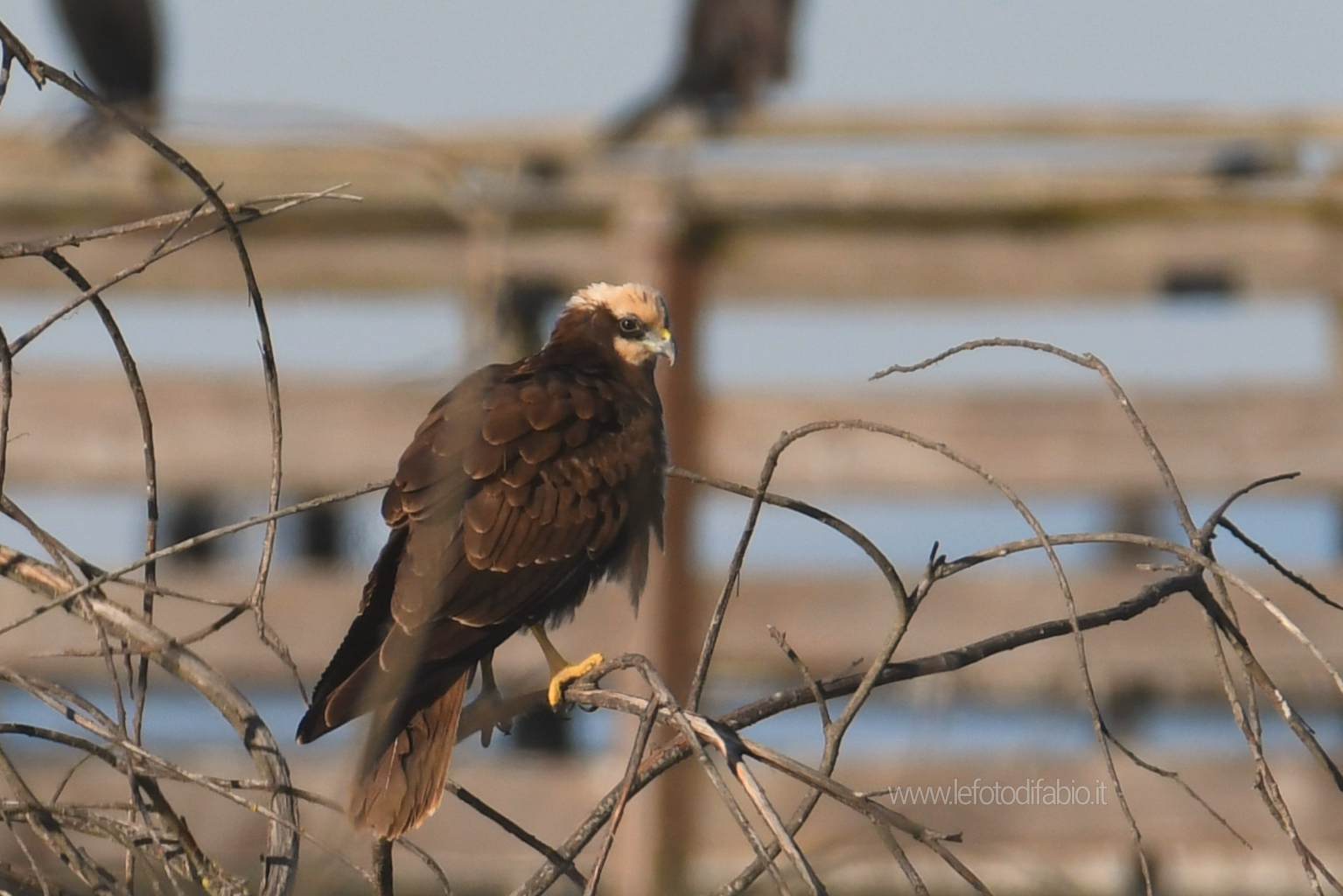 Falco di palude. Oasi La Valle PG 15/02/2020