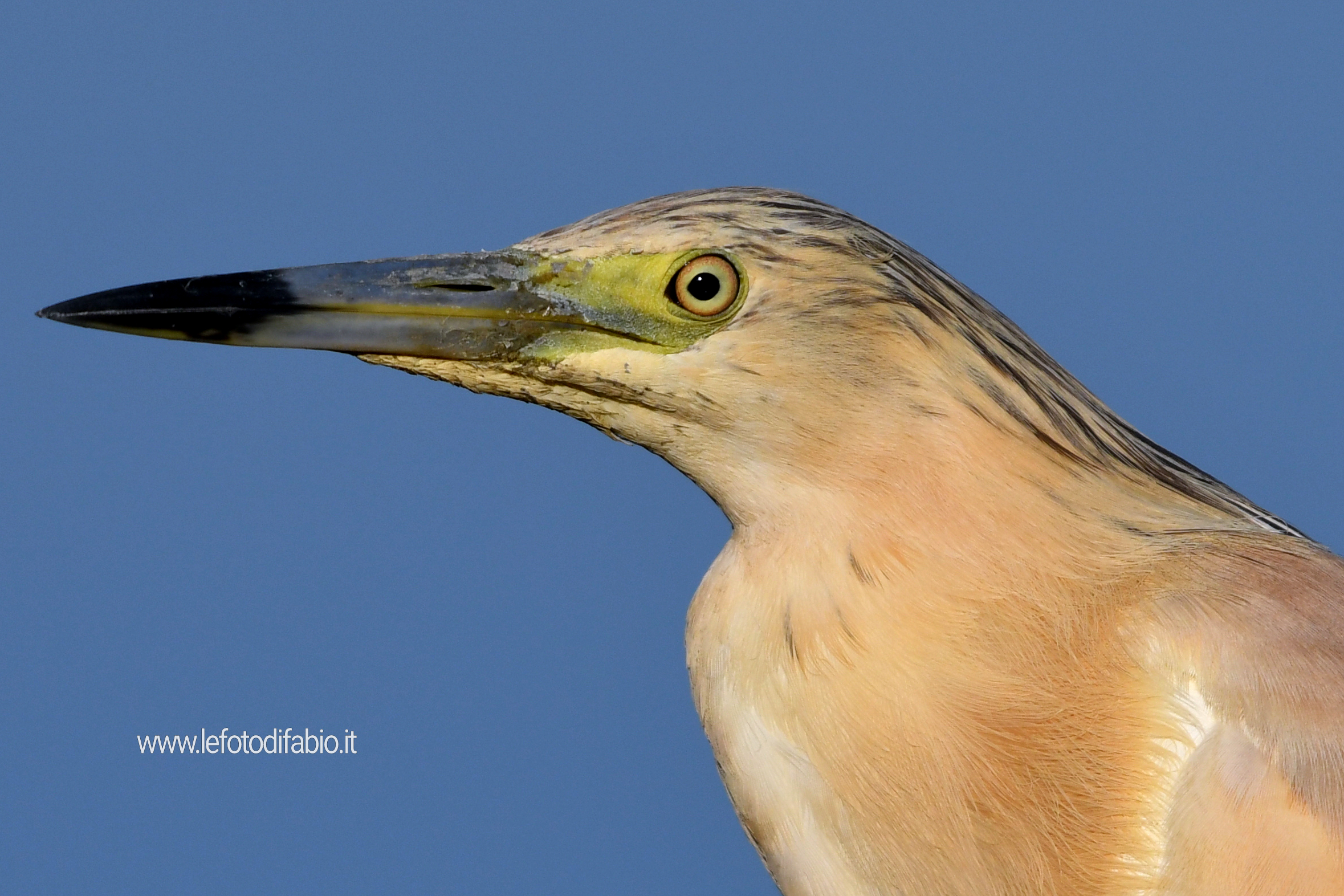 Fototessera Sgarza ciuffetto Oasi La Valle 05/07/2020