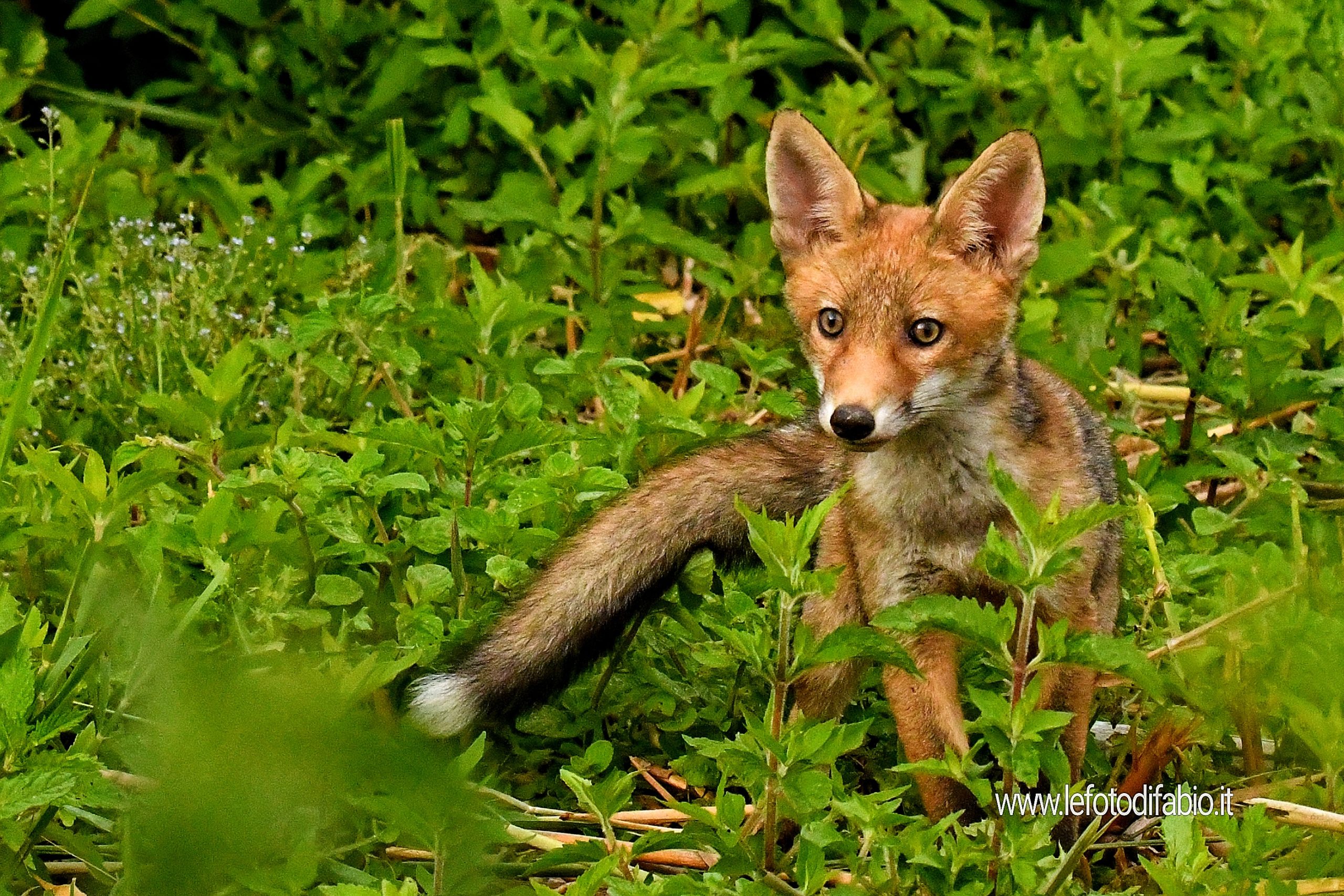 Young Red Fox. Oasi La Valle 20/06/2021