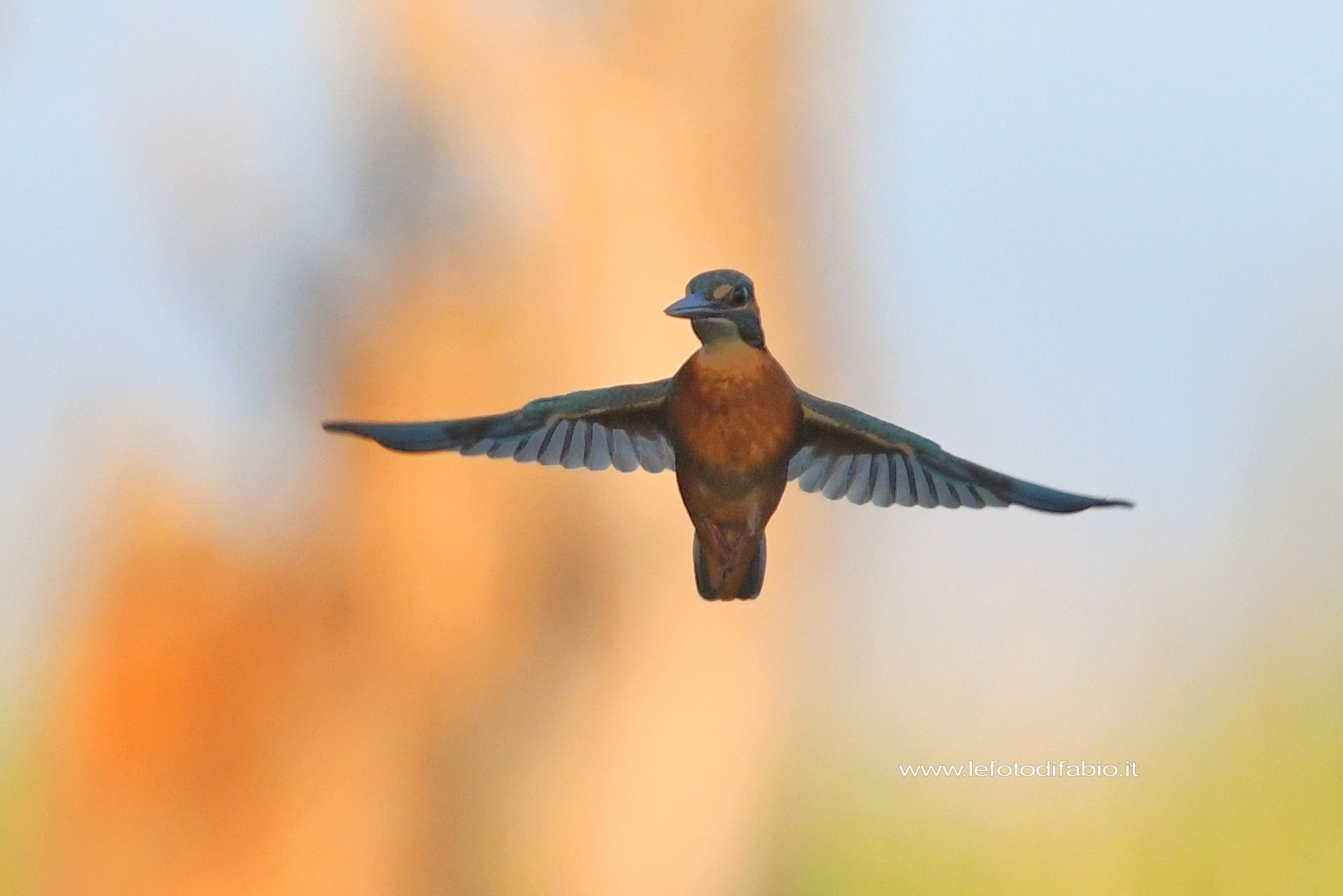 Martin pescatore spirito santo. Holy spirit kingfisher. Oasi La Valle 31/07/2021