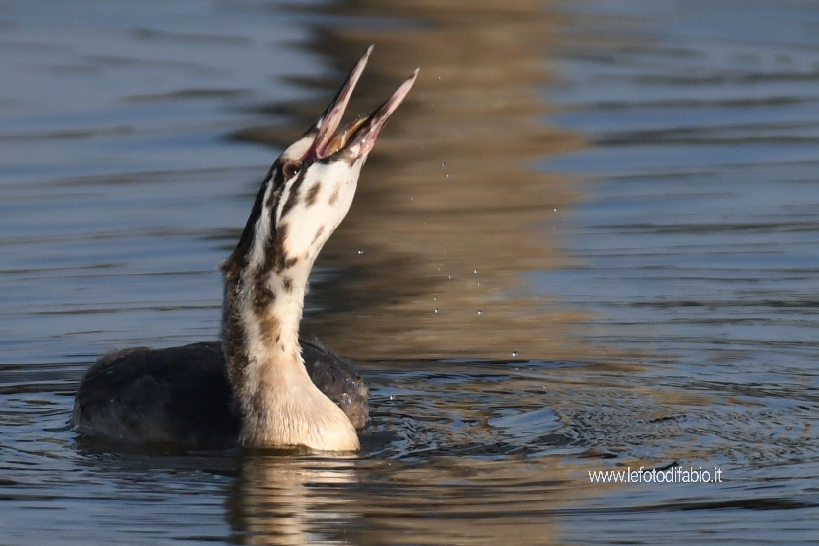 Lo svasso adulto si sincera che il pesce pescato per il giovane venga mangiato. Oasi La Valle 11/09/2021