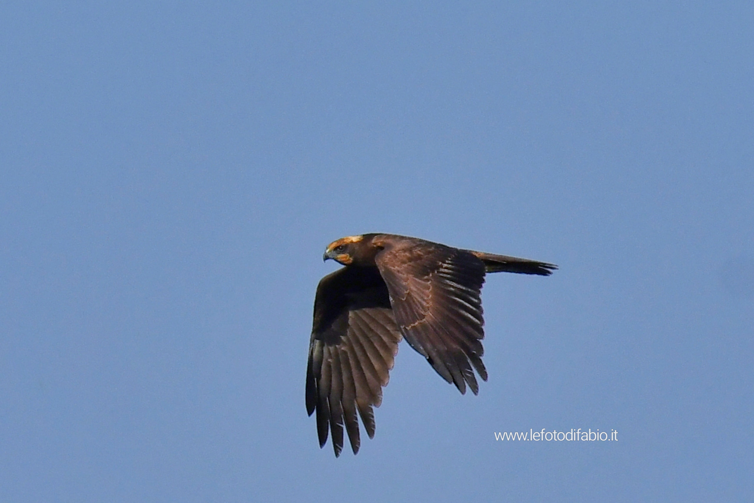 Falco di palude. Oasi La Valle 12/09/2021