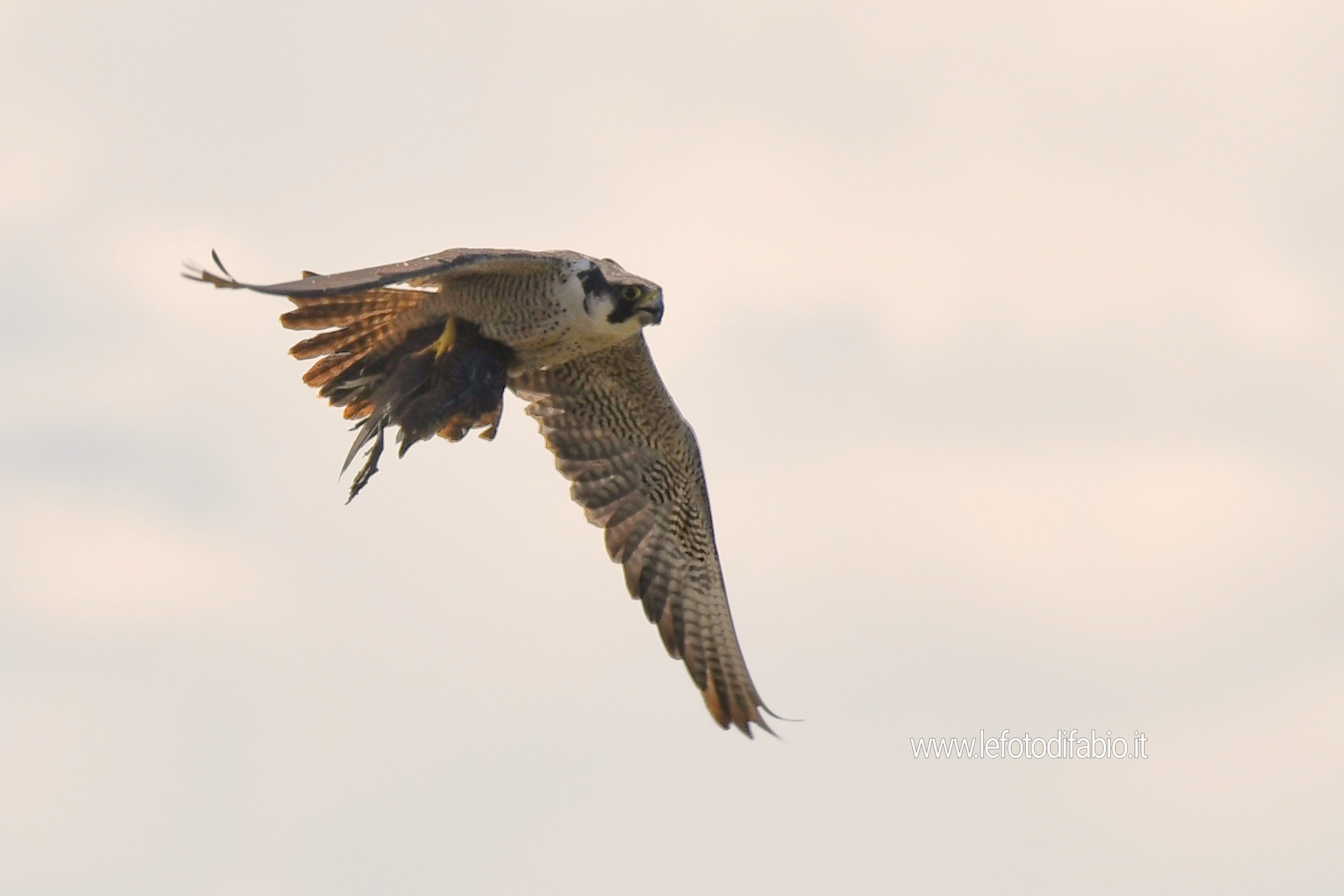 Falco pellegrino con preda (gallinella d’acqua). Oasi La Valle 09/10/2021