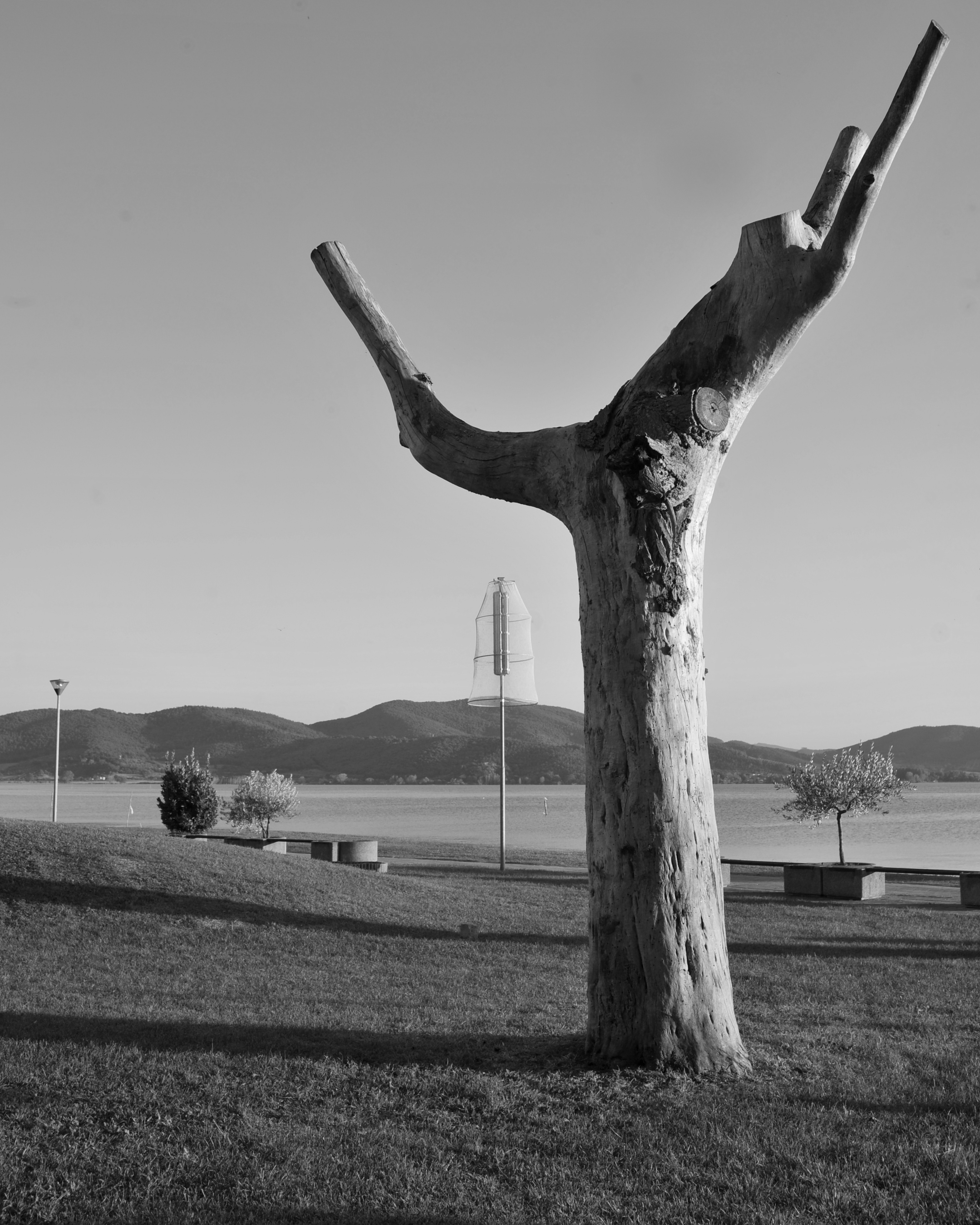 Alberi Alberi